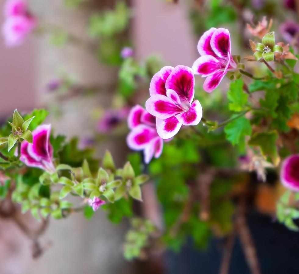 Casa Rural Don Lope El Canuelo  エクステリア 写真