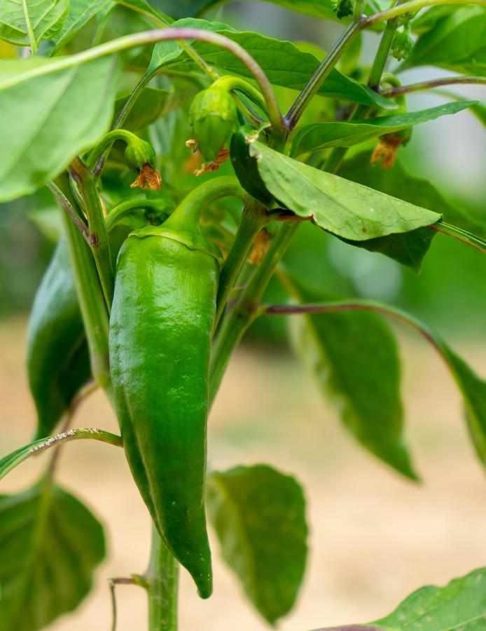 Casa Rural Don Lope El Canuelo  エクステリア 写真